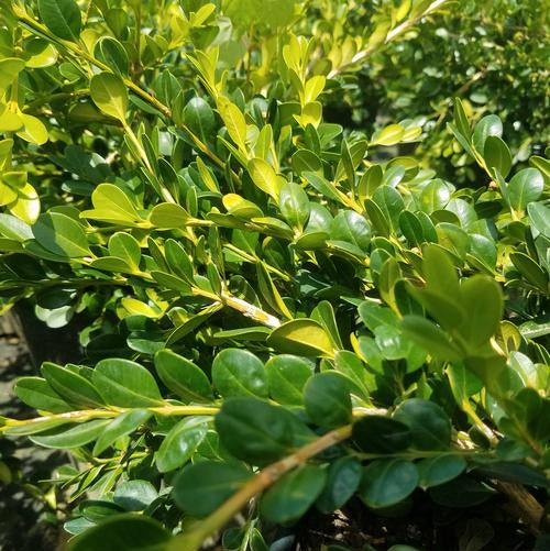 SHRUB Unraveled® Weeping Boxwood