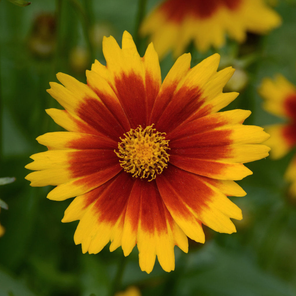 Close-up of a bright yellow and red flower with a blurred green background