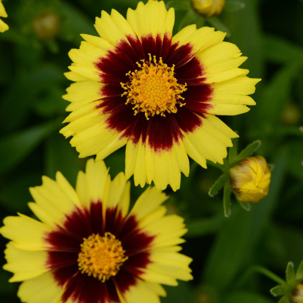PERENNIAL Uptick™ Yellow & Red Tickseed