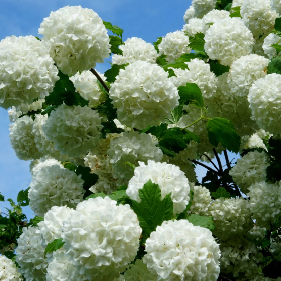 Eastern Snowball (Snowball Viburnum)