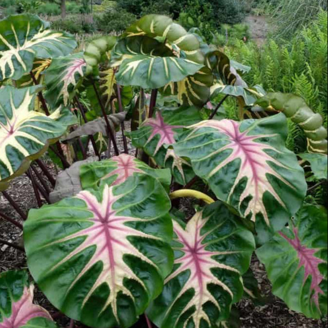 Royal Hawaiian® Waikiki Colocasia