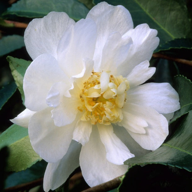 'Winter’s Snowman' Camellia